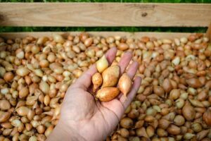 Crate of organic onions ready to plant