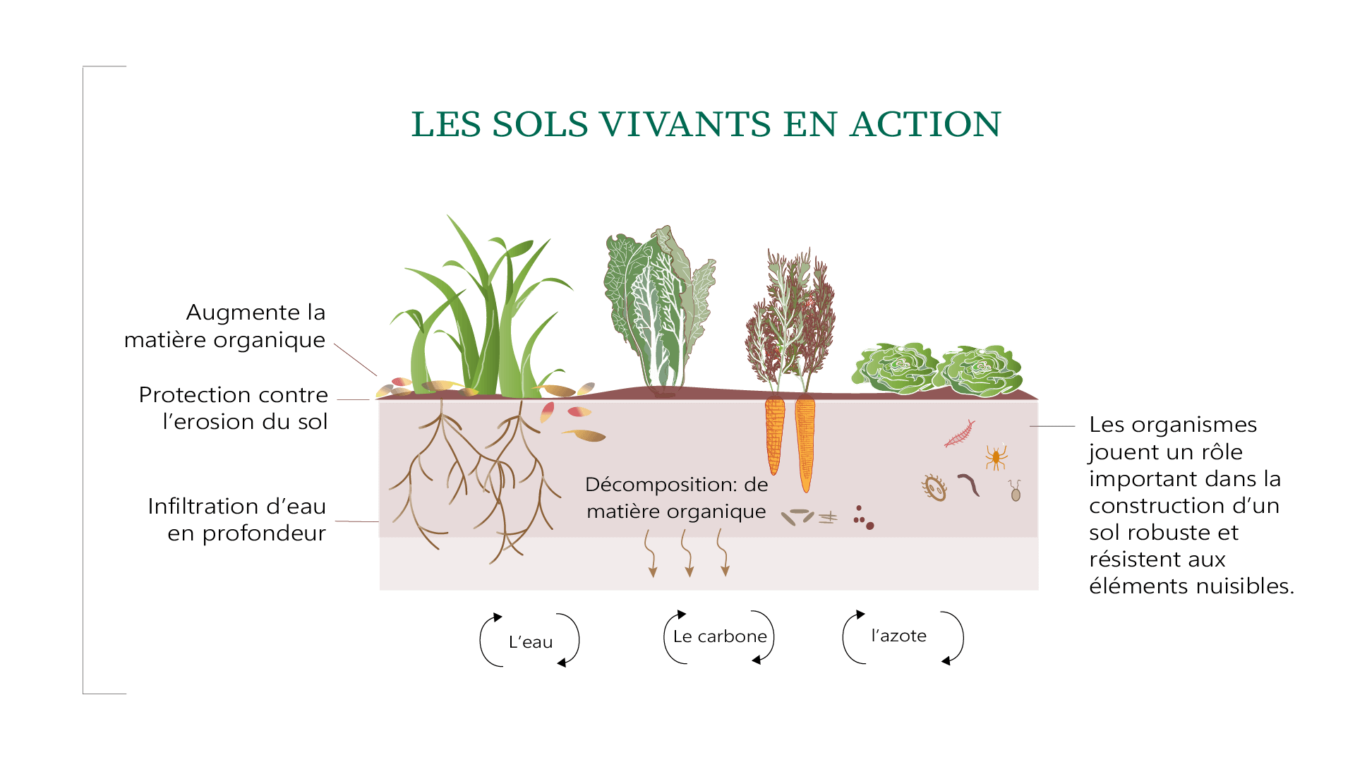 Diagram of living and healthy soils in action