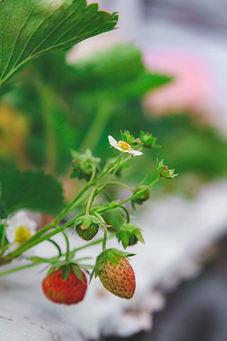 Strawberry Plants Growing In Greenhouse