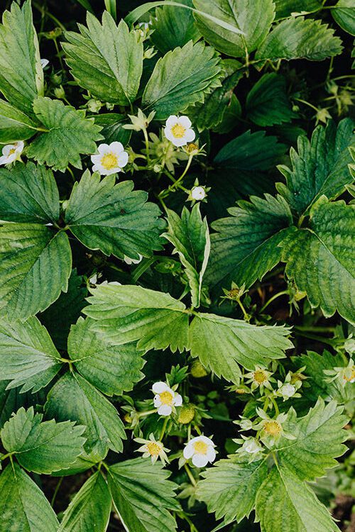 Strawberry plants starting to flower