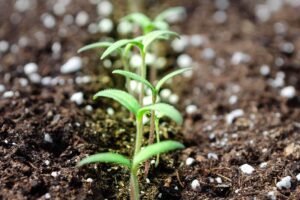 Tomato seeds germinating in soil