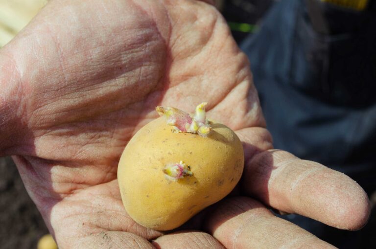 La pomme-de-terre à planter