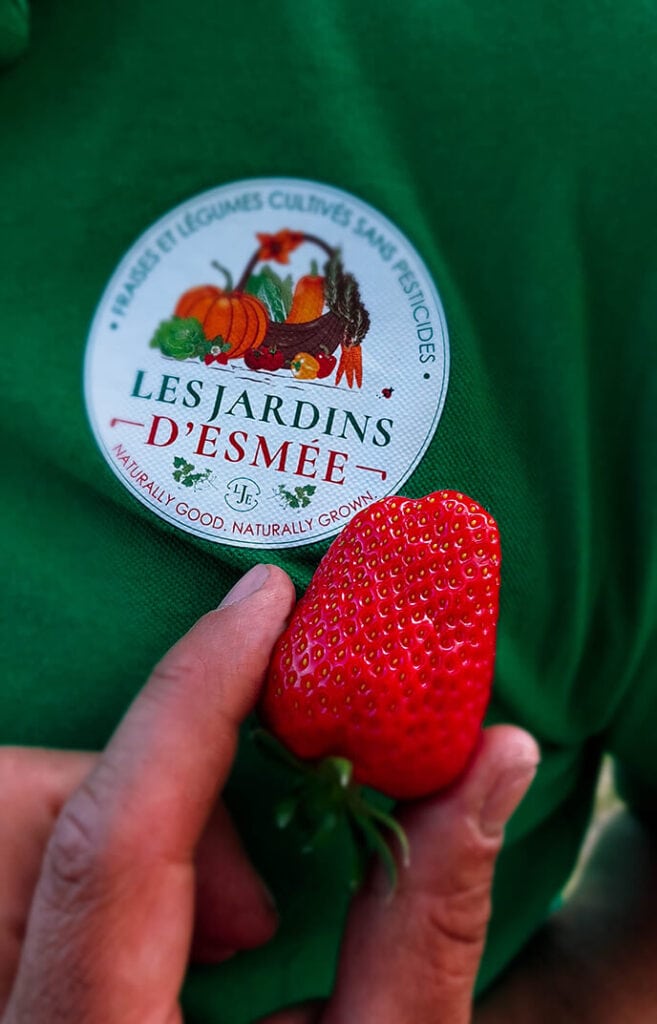 fraises avec logo