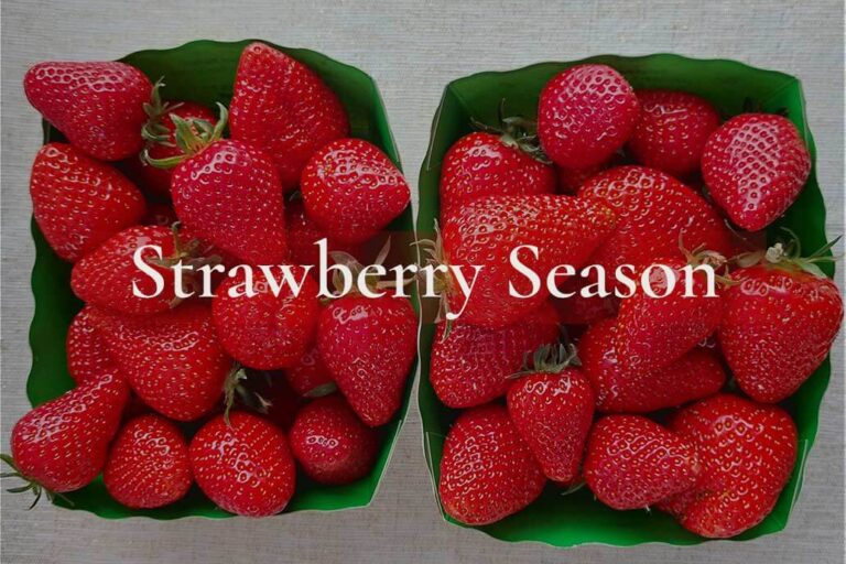 Strawberries grown and picked by Les Jardins D'Esmée