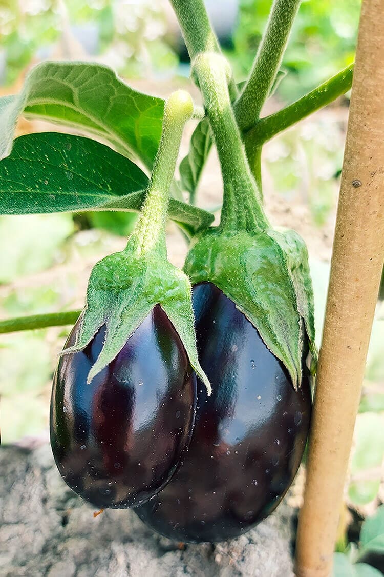 Aubergines cultivés aux Jardins D'Esmée