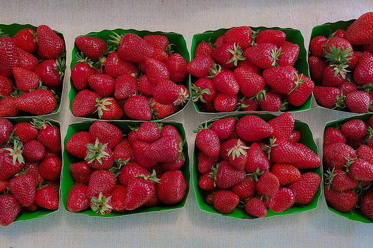 Des raviers de fraises des Jardins D'Esmée