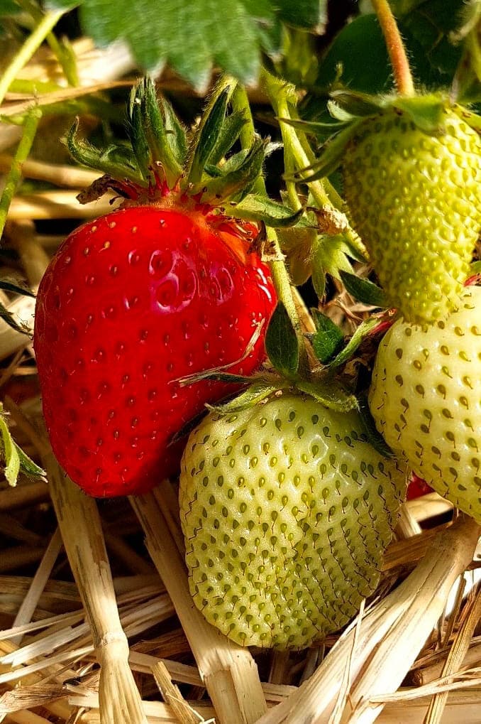 La cléry fraises cultivée par Les Jardin's D'Esmée. Elles commencent à rougir.