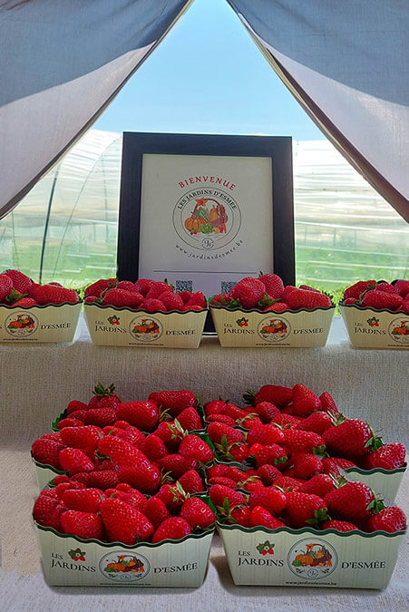 Les fraises à la vente chez Les Jardins D'Esmée