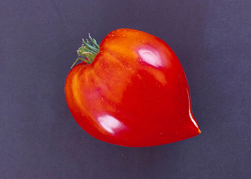 Coeur de boeuf tomate aux Jardins D'Esmée