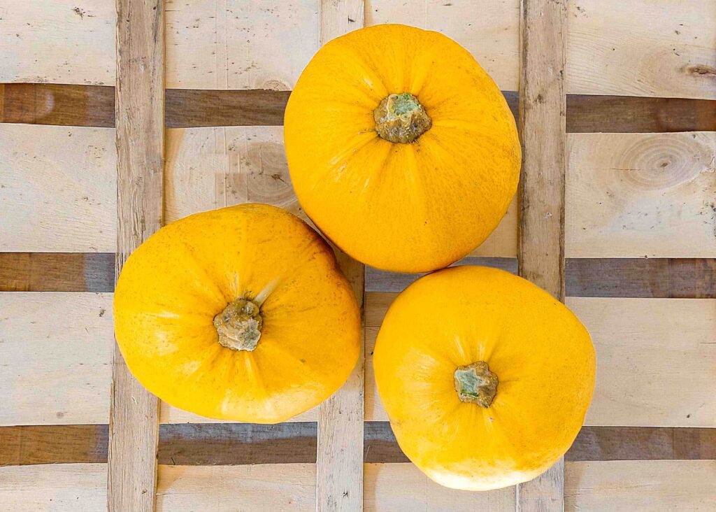 Melonette jaspée de vendée cultivées aux Jardins D'Esmée