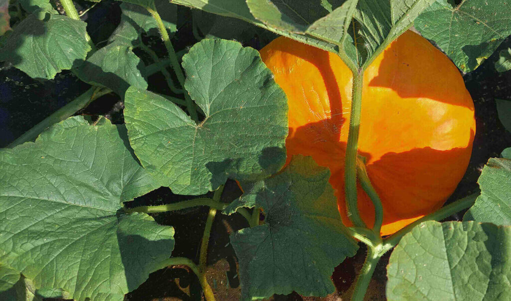 Pumpkin courge cultivés aux Jardins D'Esmée