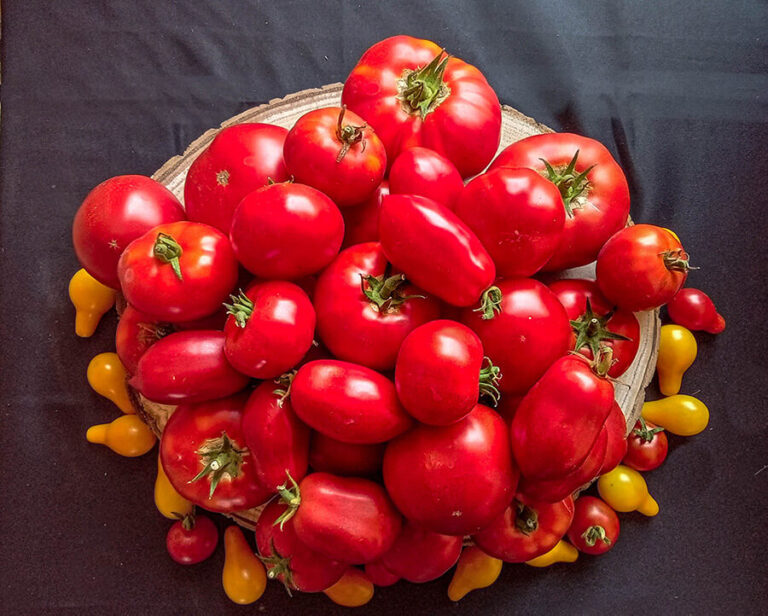 Quelques variétés de tomates