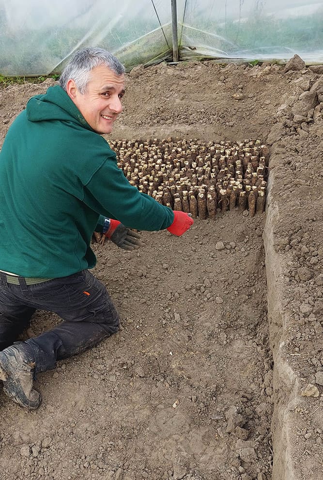 Chicons plantés dans une fosse