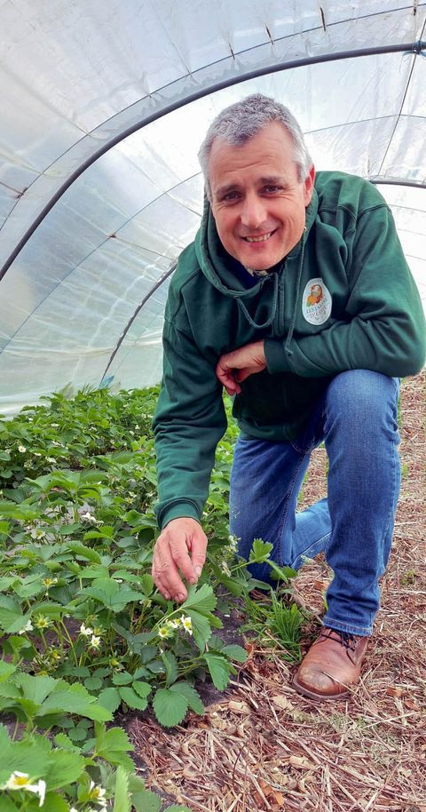 Les fraisiers aux Jardins d'Esmée