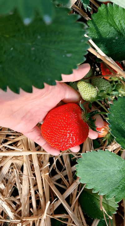 La variété la malwina