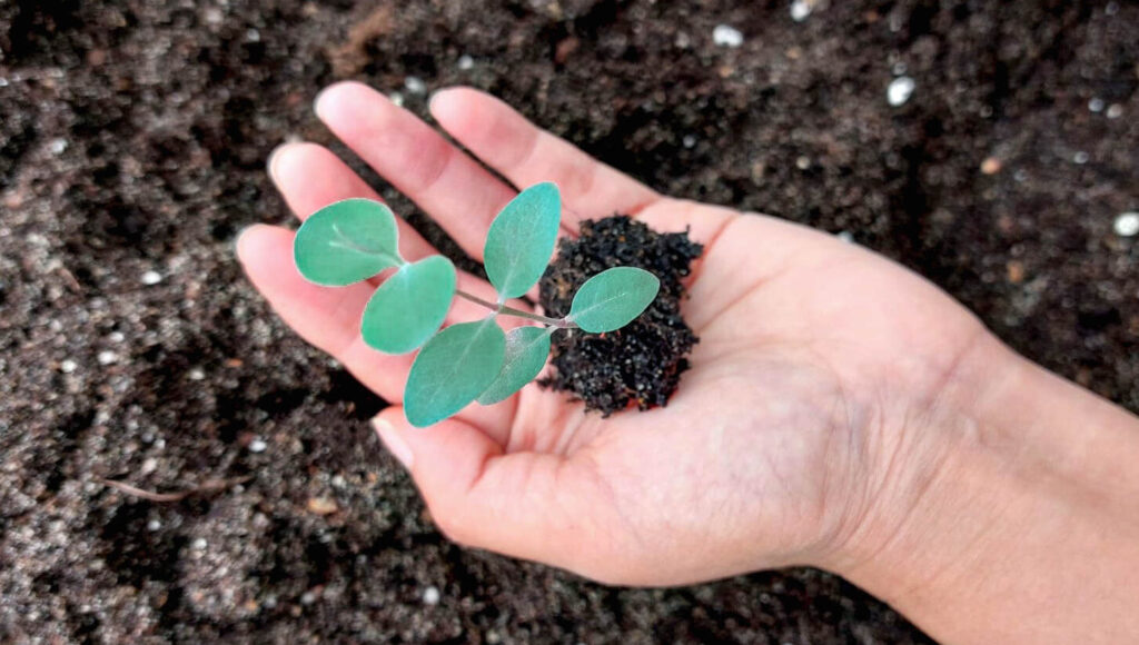 Un plant d'eucalyptus cultivée aux Jardins d'Esmée