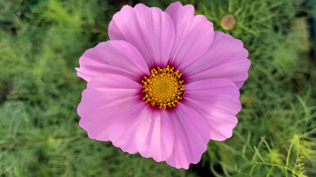 La fleur "Cosmos" cultivées aux Jardins d'Esmée