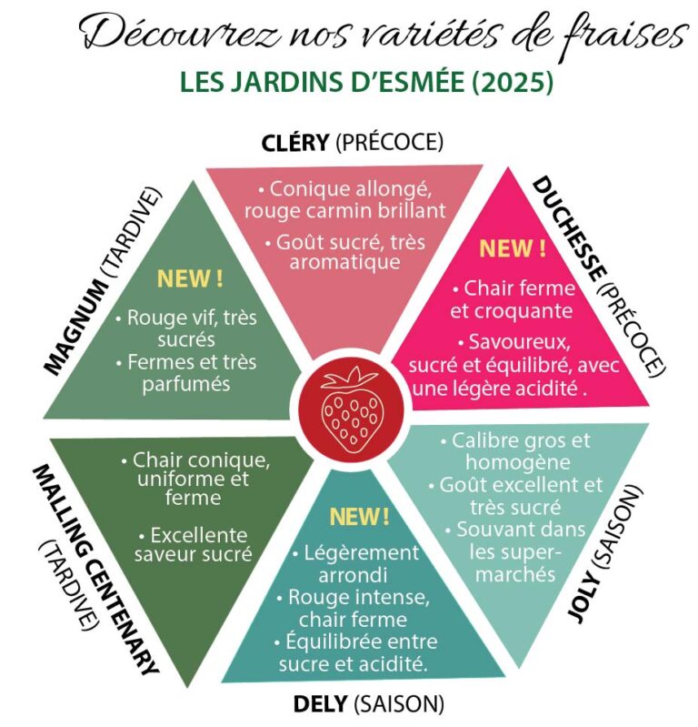 Nous avons six variétés des fraises à vous proposer pour la saison de fraises 2025