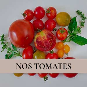 Les tomates des Jardins d'Esmée