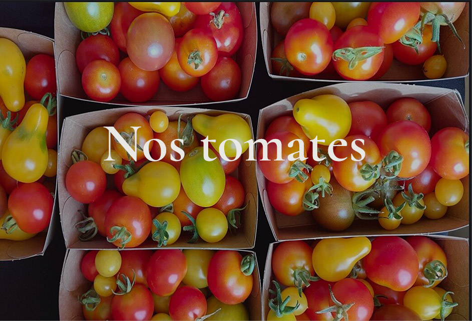 Les tomates cerises des Jardins d'Esmée