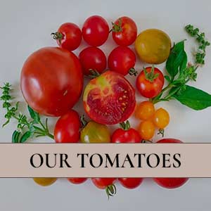 Les tomates des Jardins d'Esmée