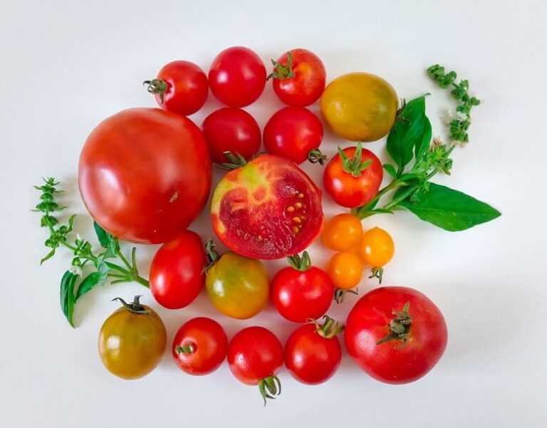 Les tomates et tomates cerises des Jardins d'Esmée