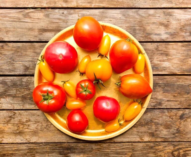 Les tomates des Jardins d'Esmée