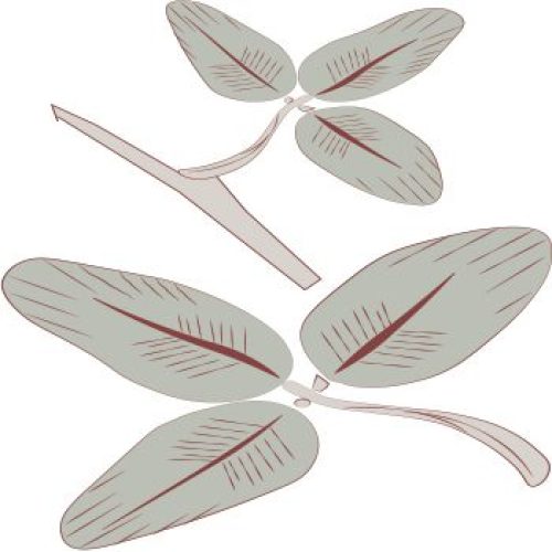Hand drawn image of plant leaves